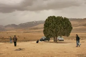 مجسمه عباس کیارستمی زیر تک&zwnj;درخت معروف