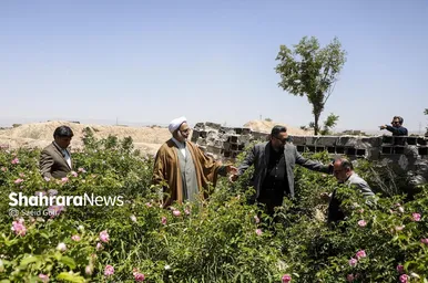 گزارش تصویری | جشن گل‌های محمدی روستای فرخد خراسان رضوی