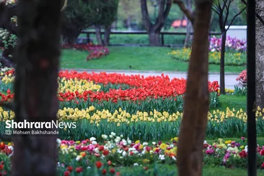 گزارش تصویری | جشنواره گل‌های لاله در مشهد
