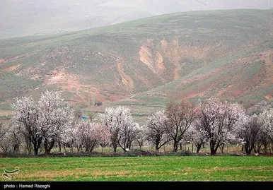 شکوفه‌های بهاری ابهر - زنجان