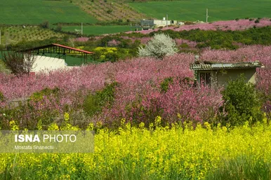 ایران زیباست | طبیعت بهاری روستاهای اطراف ساری