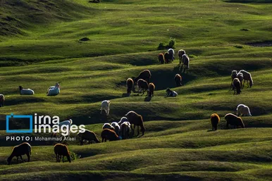 ایران زیباست | بهارِ گلستان