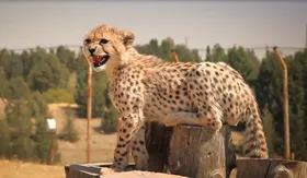 &laquo;پیروز&raquo; یوزپلنگ ایرانی ۱۰ ماهه شد+ عکس