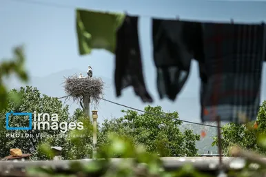 «خداوند لک‌لک‌ها را دوست دارد»
