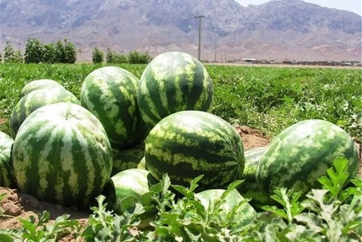 نماینده دومای روسیه علیه هندوانه ایرانی | تبلیغ یا تخریب؟ + ویدئو