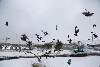 گزارش تصویری | بارش برف در مشهد