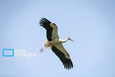 «خداوند لک‌لک‌ها را دوست دارد»