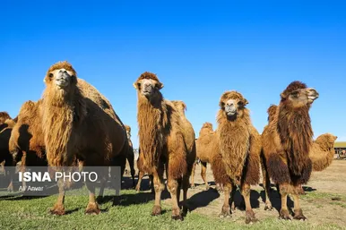 مزرعه شتر دوکوهانه در استان اردبیل