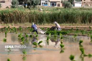 گزارش تصویری | رونق کشت برنج در حاشیه رودخانه قزل اوزن