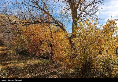 ایران زیباست | پاییز رنگارنگ کردستان