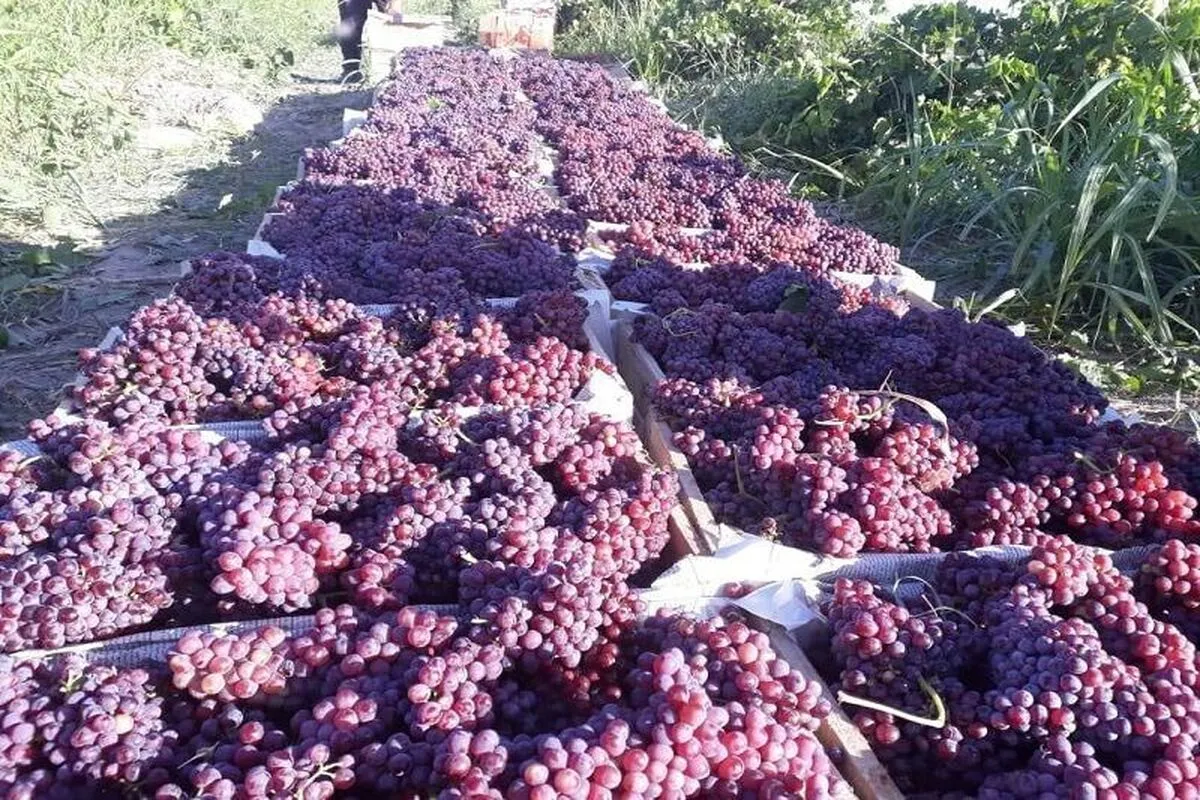 انگور یاقوتی سیستان و بلوچستان به بازار آمد| پیش‌بینی برداشت ۱۰ هزار تن محصول