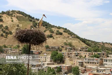 لک لک‌های میهمان دریاچه زریبار ‎‎