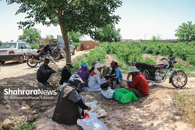 گزارش تصویری | برداشت گل محمدی از روستای فرخد «قمصر خراسان»