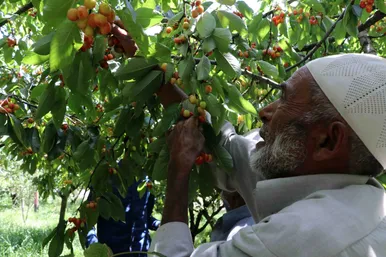 برداشت گیلاس در کشمیر