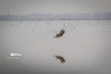 ایران زیباست | تالاب میقان