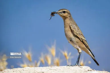 روز جهانی پرندگان مهاجر