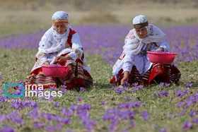 ایران زیباست | برداشت زعفران از مزارع &laquo;فاروج&raquo;