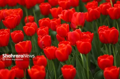 رویش لاله های بهاری در مشهد