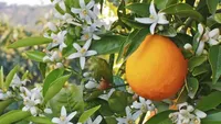جسم و روحتان را با این نوشیدنی جَلا دهید