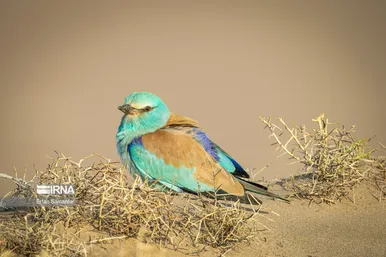 روز جهانی پرندگان مهاجر