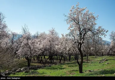 ایران زیباست | اندک اندک می‌رسد اینک بهار