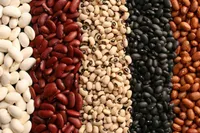 ارزش غذایی انواع لوبیا و طبع آن در طب سنتی | آیا مصرف خام لوبیا مضر است؟
