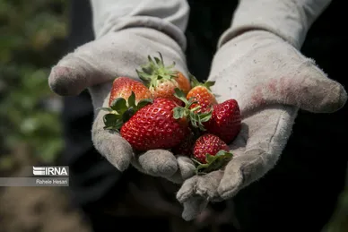 روزهای توت فرنگیِ رامیان