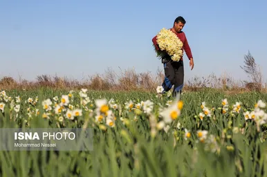 ایران زیباست | مزرعه گل نرگس - گلستان