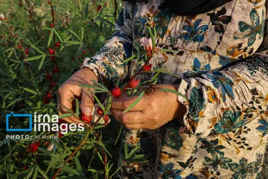 برکت خاک ایران | برداشت چای قرمز در روستای علوه