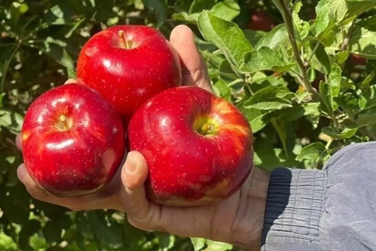 مواد غذایی ضد آلودگی هوا را بشناسید