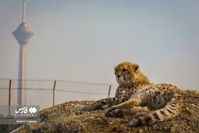 ۹ ماهگی &laquo;پیروز&raquo;