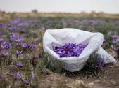 موانع زیاد در مسیر صادرات زعفران | آیا طلای سرخ هم به سرنوشت فرش دستباف دچار می‌شود؟