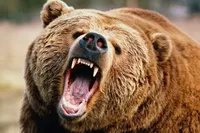 حمله خرس به نوجوان در ارتفاعات ایلام