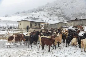 گزارش تصویری | دامداری سنتی گالش مِنزل - سوادکوه