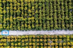 گزارش تصویری | رویان؛ شهر انگور