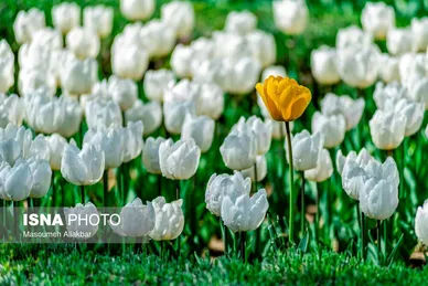 ایران زیباست؛ نهمین جشنواره لاله‌ کرج