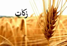 چندوچون پرداخت زکات گندم در فصل برداشت در مشهد