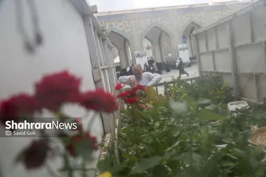 عکس‌هایی از گل آرایی حرم مطهر رضوی در دهه کرامت