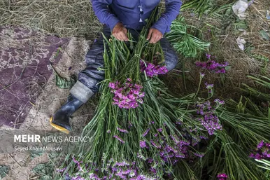 ایران زیباست | برداشت گل در حمیدیه خوزستان