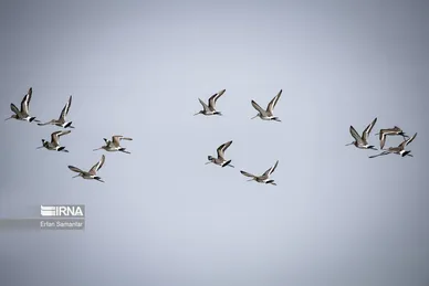 ایران زیباست | تالاب هورالعظیم