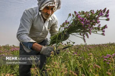 ایران زیباست | برداشت گل در حمیدیه خوزستان