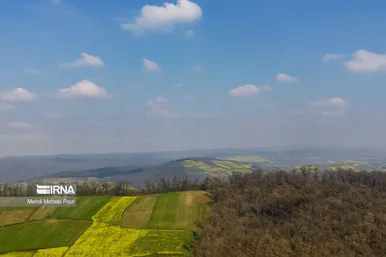 عکس‌هایی از مزارع کلزا