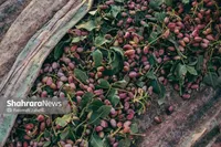 پسته در ۱۱ روز ۲۳ درصد سود داد! | قیمت به ۲.۶ میلیون تومان رسید (۱۸ شهریور ۱۴۰۵)