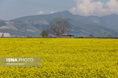 ایرانِ زیبا | «کلزای» بهاری در گلستان