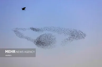 پرواز شگفت انگیز سارها