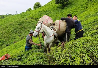 ایران زیباست | برداشت چای بهاره - گیلان
