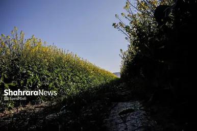 گزارش تصویری | مزارع «کلزا» در نزدیکی مشهد