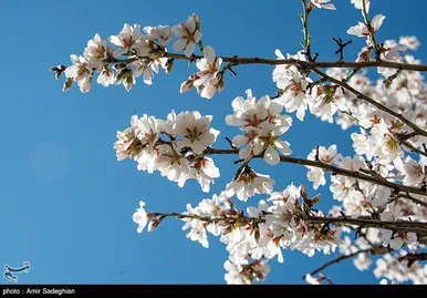 ایران زیباست | اندک اندک می‌رسد اینک بهار