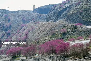ایران زیباست | «ارغوان» پنجه‌ی خونین زمین