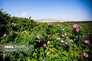 برداشت گل محمدی در کاشان